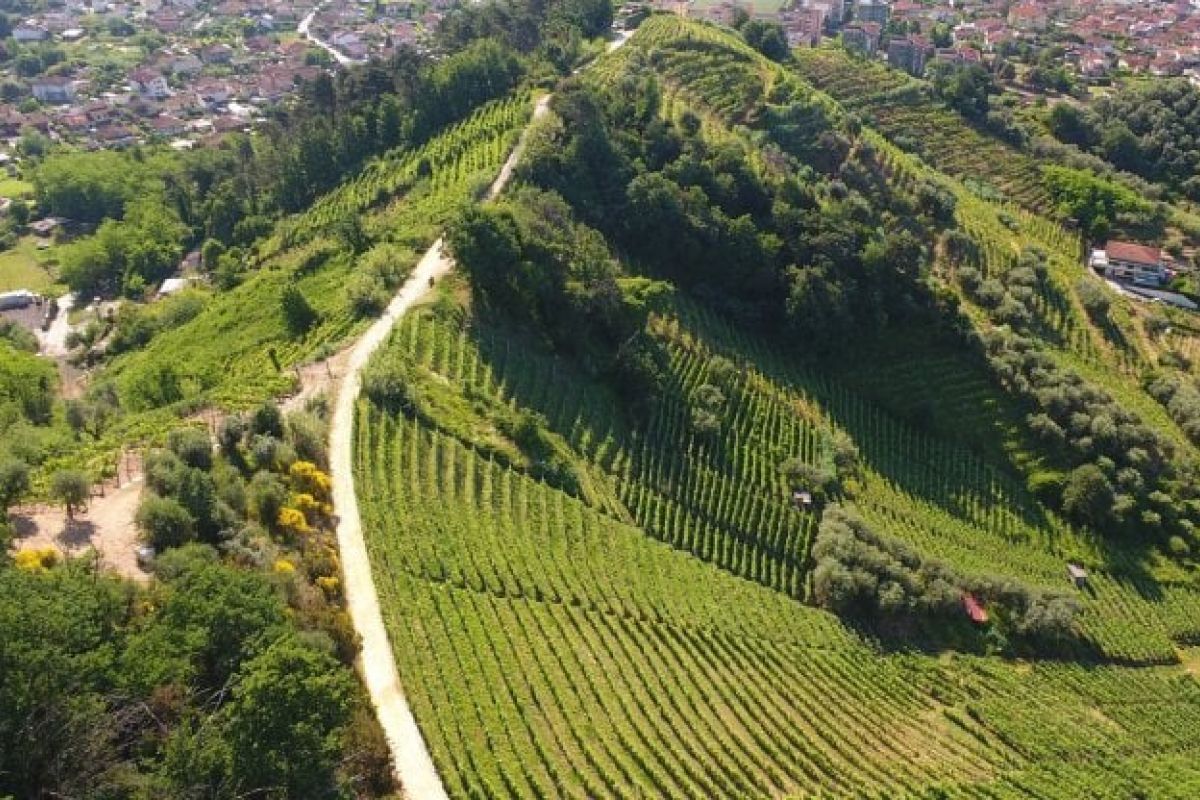 Candia dei colli Apuani