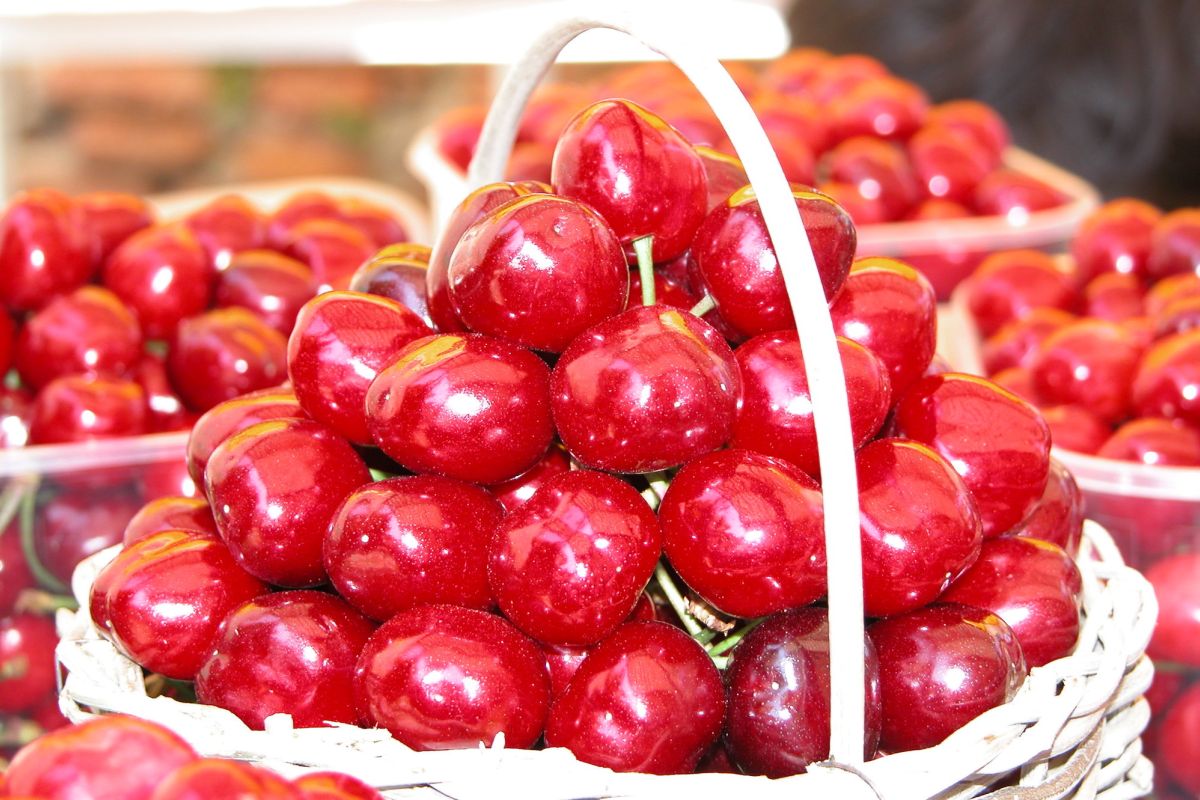 Ciliegia di Lari IGP