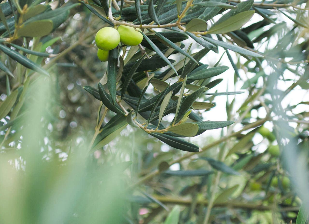 Olive su un ramo