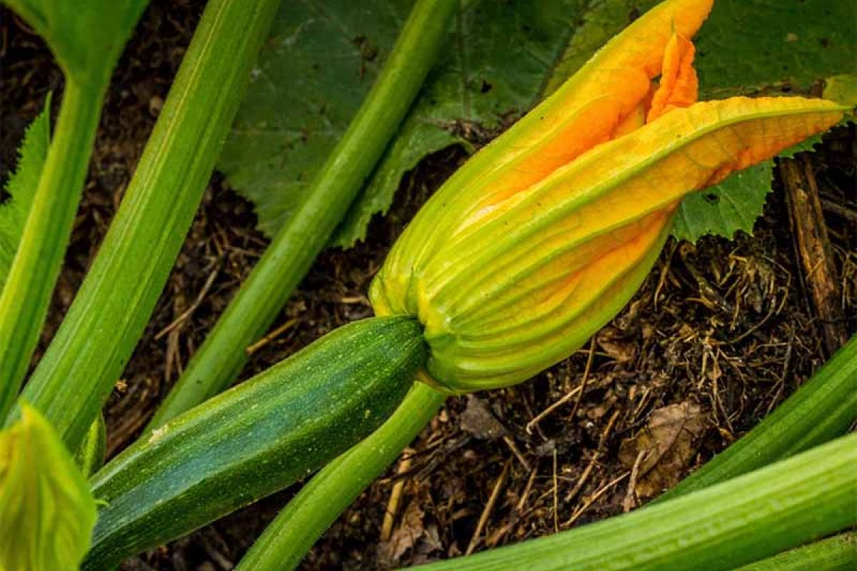 Zucchina mora pisana