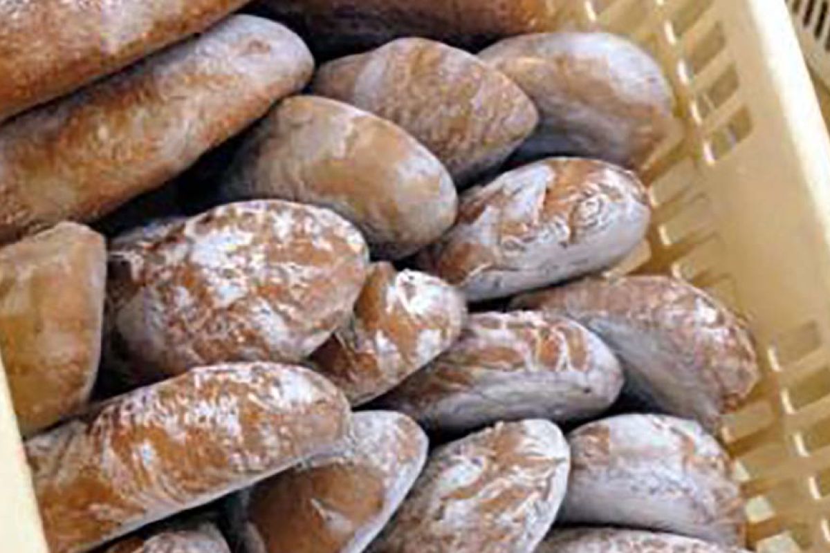 Pane di Altopascio tradizionale