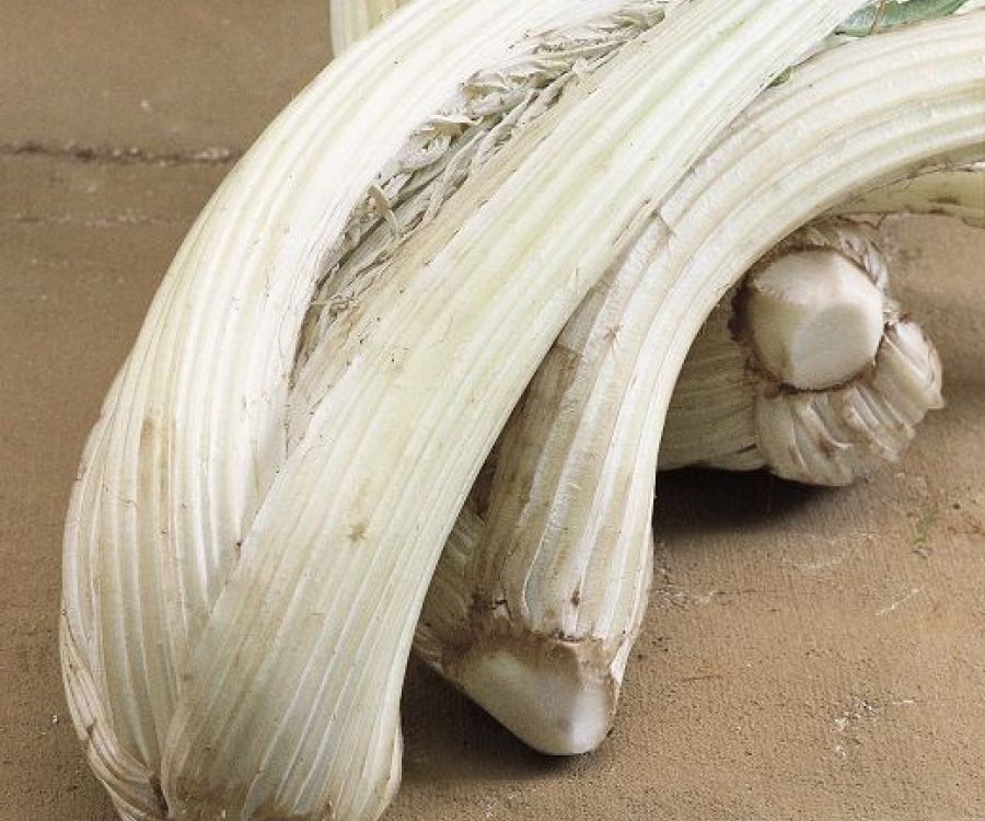 Cardo gigante di Lucca