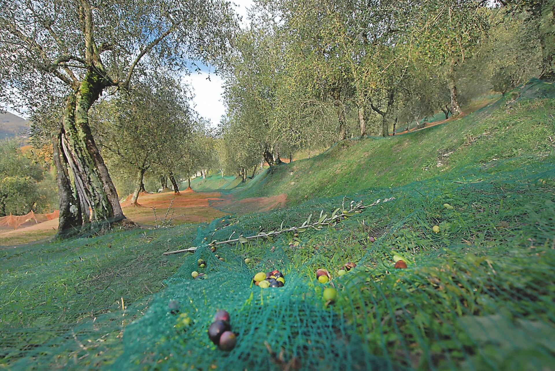 Raccolta delle olive