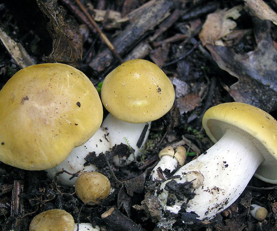 Fungo prugnolo di Castelnuovo Val di Cecina