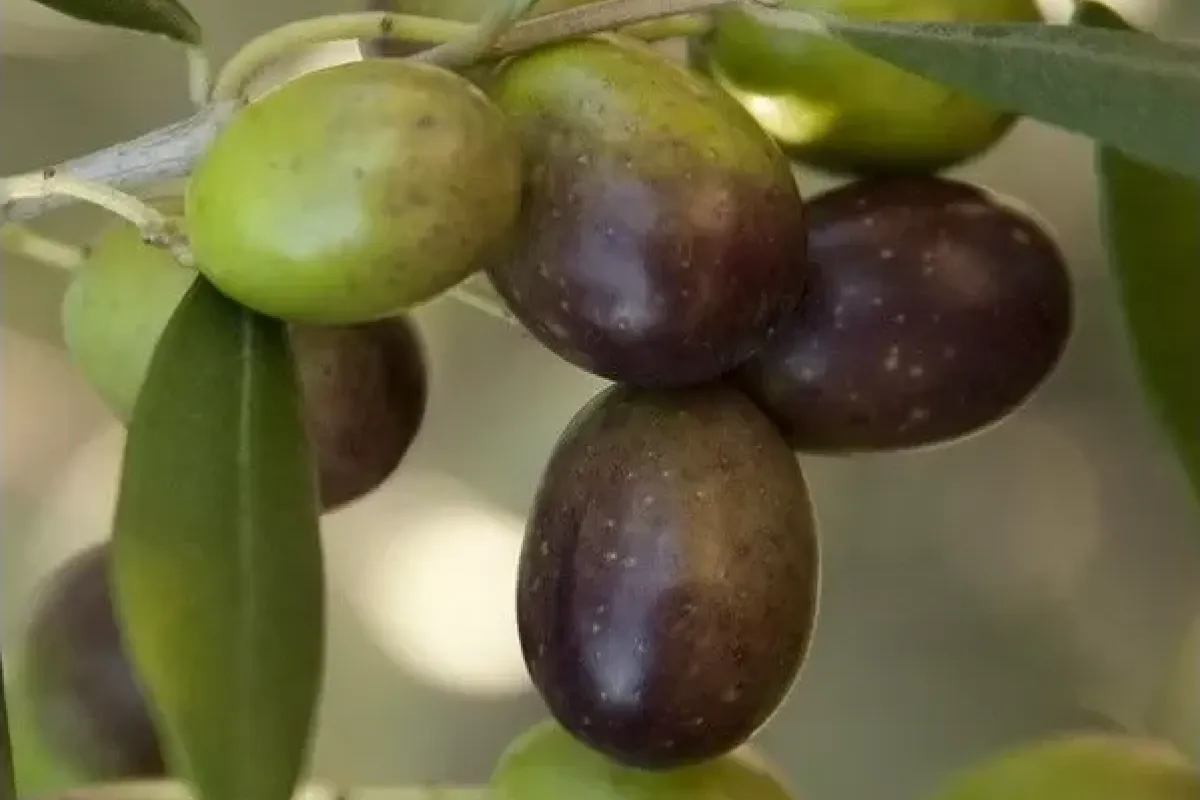 Olio di Madremignola