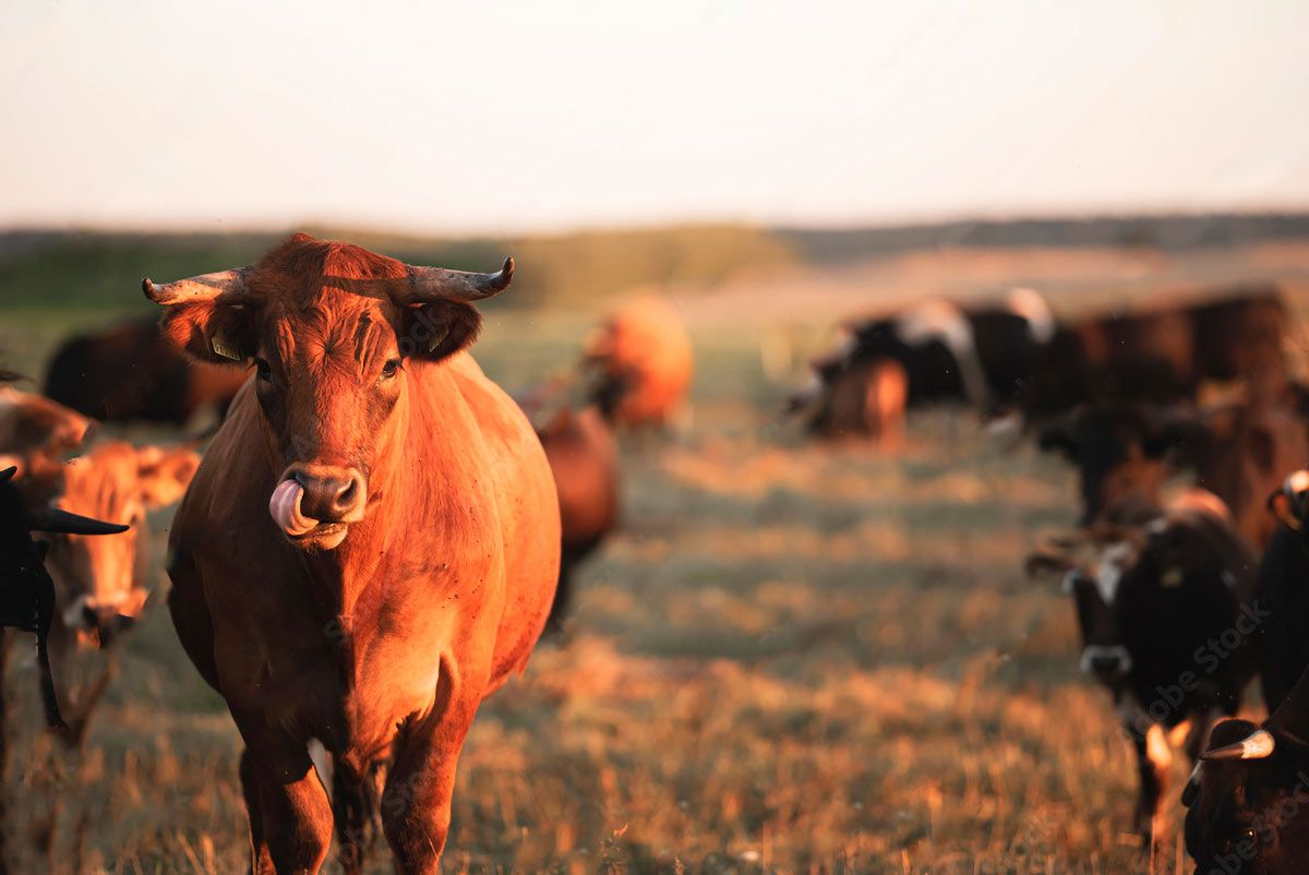 Mucco pisano nelle campagne di pisa