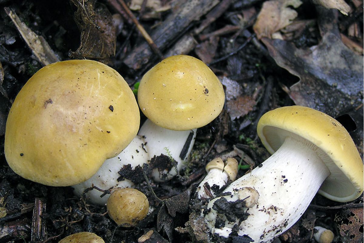 Fungo prugnolo di Castelnuovo Val di Cecina