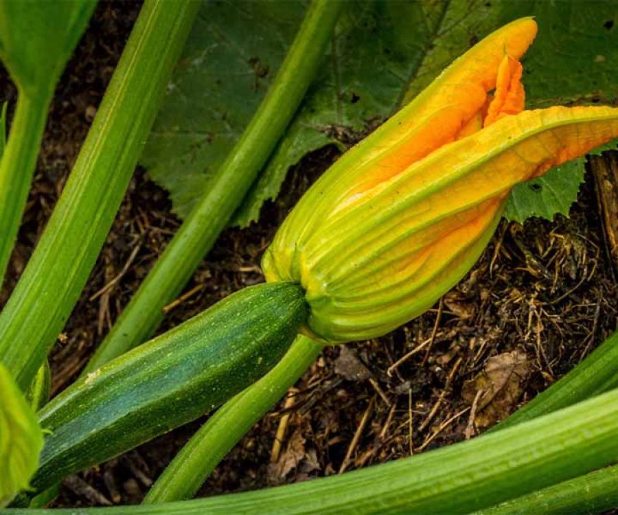 Zucchina mora pisana