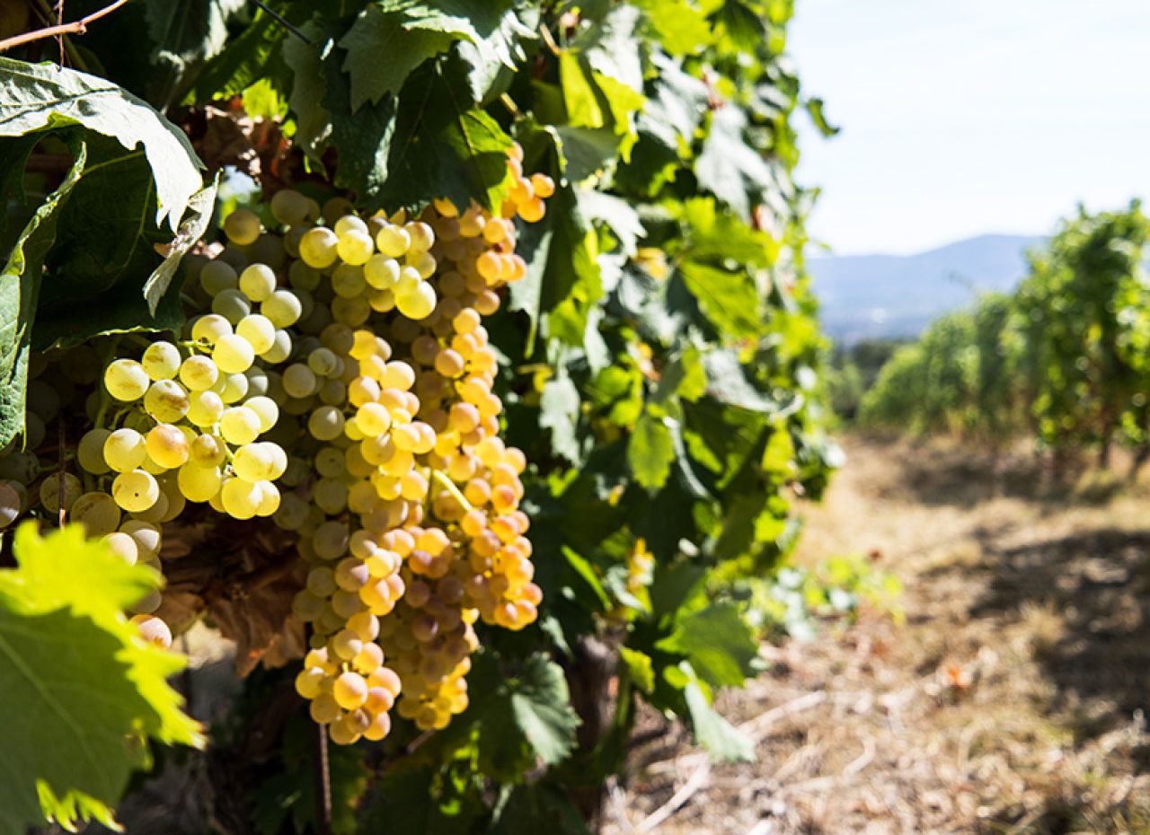 Grappoli di Uva bianca