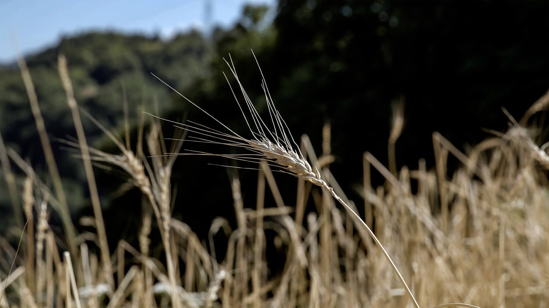 Fto di una spiga in un campo di grano.
