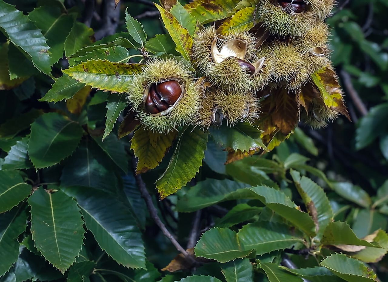 Castagne nei ricci, ancora sul ramo
