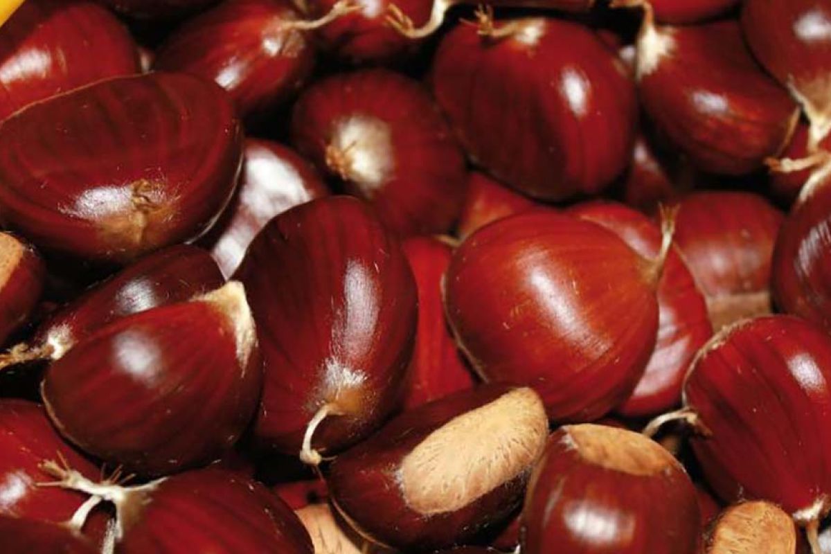 Castagne garfagnana