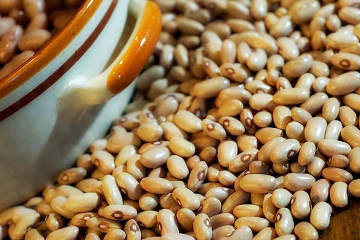 fagiolo giallo della garfagnana